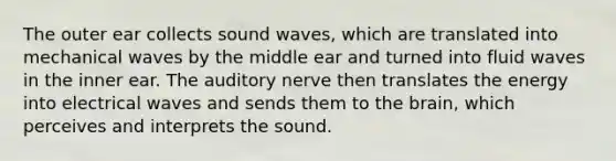 The outer ear collects sound waves, which are translated into mechanical waves by the middle ear and turned into fluid waves in the inner ear. The auditory nerve then translates the energy into electrical waves and sends them to the brain, which perceives and interprets the sound.