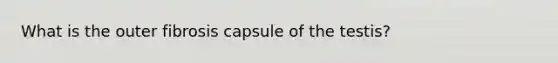 What is the outer fibrosis capsule of the testis?