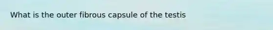 What is the outer fibrous capsule of the testis