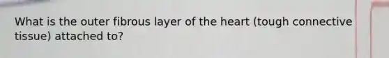 What is the outer fibrous layer of <a href='https://www.questionai.com/knowledge/kya8ocqc6o-the-heart' class='anchor-knowledge'>the heart</a> (tough <a href='https://www.questionai.com/knowledge/kYDr0DHyc8-connective-tissue' class='anchor-knowledge'>connective tissue</a>) attached to?