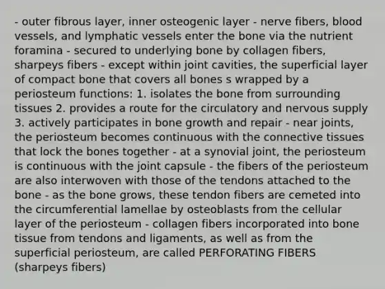 - outer fibrous layer, inner osteogenic layer - nerve fibers, blood vessels, and lymphatic vessels enter the bone via the nutrient foramina - secured to underlying bone by collagen fibers, sharpeys fibers - except within joint cavities, the superficial layer of compact bone that covers all bones s wrapped by a periosteum functions: 1. isolates the bone from surrounding tissues 2. provides a route for the circulatory and nervous supply 3. actively participates in bone growth and repair - near joints, the periosteum becomes continuous with the connective tissues that lock the bones together - at a synovial joint, the periosteum is continuous with the joint capsule - the fibers of the periosteum are also interwoven with those of the tendons attached to the bone - as the bone grows, these tendon fibers are cemeted into the circumferential lamellae by osteoblasts from the cellular layer of the periosteum - collagen fibers incorporated into bone tissue from tendons and ligaments, as well as from the superficial periosteum, are called PERFORATING FIBERS (sharpeys fibers)