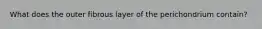 What does the outer fibrous layer of the perichondrium contain?