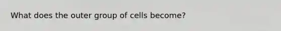 What does the outer group of cells become?