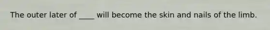 The outer later of ____ will become the skin and nails of the limb.