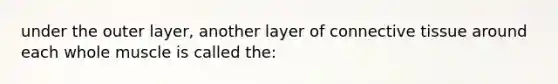 under the outer layer, another layer of connective tissue around each whole muscle is called the: