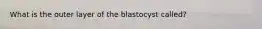 What is the outer layer of the blastocyst called?