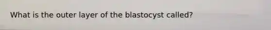 What is the outer layer of the blastocyst called?