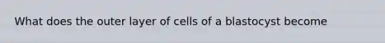 What does the outer layer of cells of a blastocyst become