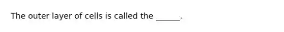 The outer layer of cells is called the ______.