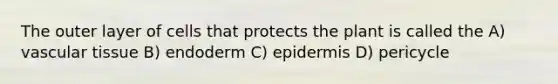 The outer layer of cells that protects the plant is called the A) vascular tissue B) endoderm C) epidermis D) pericycle