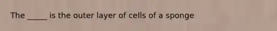 The _____ is the outer layer of cells of a sponge