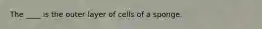 The ____ is the outer layer of cells of a sponge.