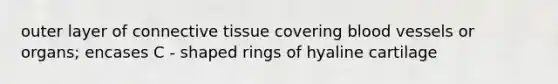 outer layer of connective tissue covering blood vessels or organs; encases C - shaped rings of hyaline cartilage