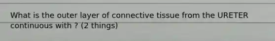 What is the outer layer of connective tissue from the URETER continuous with ? (2 things)