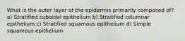 What is the outer layer of the epidermis primarily composed of? a) Stratified cuboidal epithelium b) Stratified columnar epithelium c) Stratified squamous epithelium d) Simple squamous epithelium