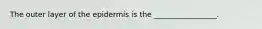 The outer layer of the epidermis is the _________________.