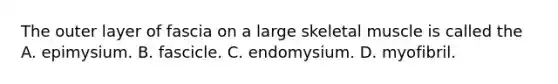 The outer layer of fascia on a large skeletal muscle is called the A. epimysium. B. fascicle. C. endomysium. D. myofibril.