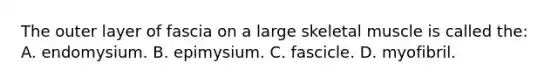 The outer layer of fascia on a large skeletal muscle is called the: A. endomysium. B. epimysium. C. fascicle. D. myofibril.