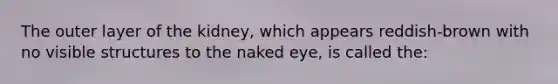 The outer layer of the kidney, which appears reddish-brown with no visible structures to the naked eye, is called the: