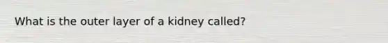 What is the outer layer of a kidney called?