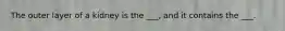 The outer layer of a kidney is the ___, and it contains the ___.
