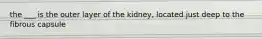 the ___ is the outer layer of the kidney, located just deep to the fibrous capsule