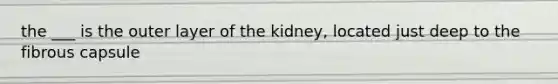 the ___ is the outer layer of the kidney, located just deep to the fibrous capsule