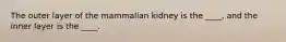 The outer layer of the mammalian kidney is the ____, and the inner layer is the ____.