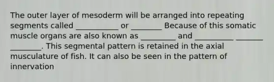 The outer layer of mesoderm will be arranged into repeating segments called ___________ or ________ Because of this somatic muscle organs are also known as _________ and __________ _______ ________. This segmental pattern is retained in the axial musculature of fish. It can also be seen in the pattern of innervation