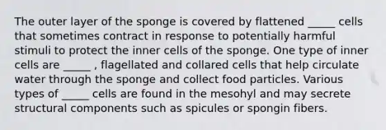 The outer layer of the sponge is covered by flattened _____ cells that sometimes contract in response to potentially harmful stimuli to protect the inner cells of the sponge. One type of inner cells are _____ , flagellated and collared cells that help circulate water through the sponge and collect food particles. Various types of _____ cells are found in the mesohyl and may secrete structural components such as spicules or spongin fibers.