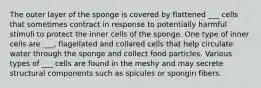 The outer layer of the sponge is covered by flattened ___ cells that sometimes contract in response to potentially harmful stimuli to protect the inner cells of the sponge. One type of inner cells are ___, flagellated and collared cells that help circulate water through the sponge and collect food particles. Various types of ___ cells are found in the meshy and may secrete structural components such as spicules or spongin fibers.