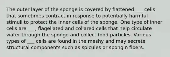 The outer layer of the sponge is covered by flattened ___ cells that sometimes contract in response to potentially harmful stimuli to protect the inner cells of the sponge. One type of inner cells are ___, flagellated and collared cells that help circulate water through the sponge and collect food particles. Various types of ___ cells are found in the meshy and may secrete structural components such as spicules or spongin fibers.