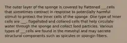 The outer layer of the sponge is covered by flattened ___cells that sometimes contract in response to potentially harmful stimuli to protect the inner cells of the sponge. One type of inner cells are ___, flagellated and collared cells that help circulate water through the sponge and collect food particles. Various types of ___cells are found in the mesohyl and may secrete structural components such as spicules or spongin fibers.