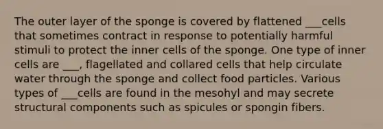 The outer layer of the sponge is covered by flattened ___cells that sometimes contract in response to potentially harmful stimuli to protect the inner cells of the sponge. One type of inner cells are ___, flagellated and collared cells that help circulate water through the sponge and collect food particles. Various types of ___cells are found in the mesohyl and may secrete structural components such as spicules or spongin fibers.