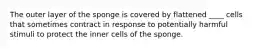 The outer layer of the sponge is covered by flattened ____ cells that sometimes contract in response to potentially harmful stimuli to protect the inner cells of the sponge.
