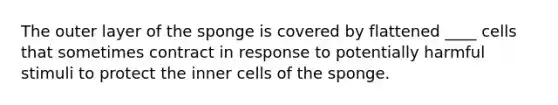 The outer layer of the sponge is covered by flattened ____ cells that sometimes contract in response to potentially harmful stimuli to protect the inner cells of the sponge.