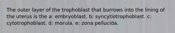 The outer layer of the trophoblast that burrows into the lining of the uterus is the a: embryoblast. b: syncytiotrophoblast. c: cytotrophoblast. d: morula. e: zona pellucida.