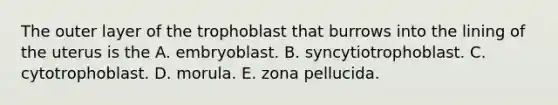 The outer layer of the trophoblast that burrows into the lining of the uterus is the A. embryoblast. B. syncytiotrophoblast. C. cytotrophoblast. D. morula. E. zona pellucida.