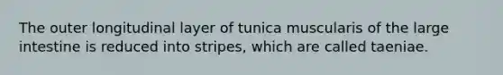 The outer longitudinal layer of tunica muscularis of the large intestine is reduced into stripes, which are called taeniae.