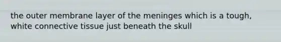 the outer membrane layer of the meninges which is a tough, white connective tissue just beneath the skull