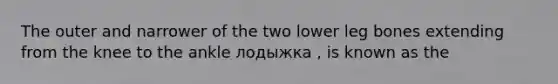 The outer and narrower of the two lower leg bones extending from the knee to the ankle лодыжка , is known as the