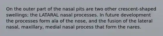 On the outer part of the nasal pits are two other crescent-shaped swellings; the LATARAL nasal processes. In future development the processes form ala of the nose, and the fusion of the lateral nasal, maxillary, medial nasal process that form the nares.