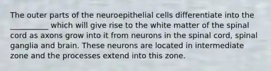 The outer parts of the neuroepithelial cells differentiate into the __________ which will give rise to the white matter of the spinal cord as axons grow into it from neurons in the spinal cord, spinal ganglia and brain. These neurons are located in intermediate zone and the processes extend into this zone.