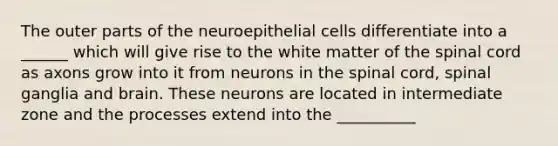 The outer parts of the neuroepithelial cells differentiate into a ______ which will give rise to the white matter of the spinal cord as axons grow into it from neurons in the spinal cord, spinal ganglia and brain. These neurons are located in intermediate zone and the processes extend into the __________