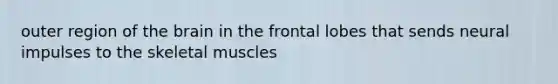 outer region of the brain in the frontal lobes that sends neural impulses to the skeletal muscles