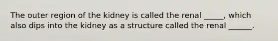 The outer region of the kidney is called the renal _____, which also dips into the kidney as a structure called the renal ______.