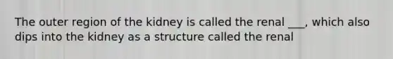 The outer region of the kidney is called the renal ___, which also dips into the kidney as a structure called the renal