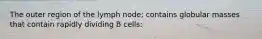 The outer region of the lymph node; contains globular masses that contain rapidly dividing B cells: