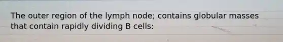 The outer region of the lymph node; contains globular masses that contain rapidly dividing B cells: