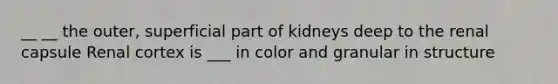 __ __ the outer, superficial part of kidneys deep to the renal capsule Renal cortex is ___ in color and granular in structure